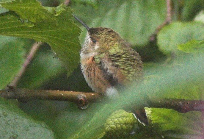 Hummingbird at Fireweed (67334 bytes)