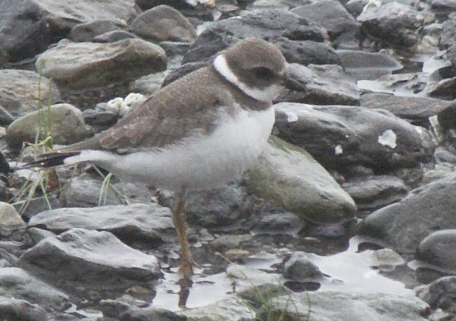 Semiplamated Plover --(Charadrius semipalmatus) (82530 bytes)