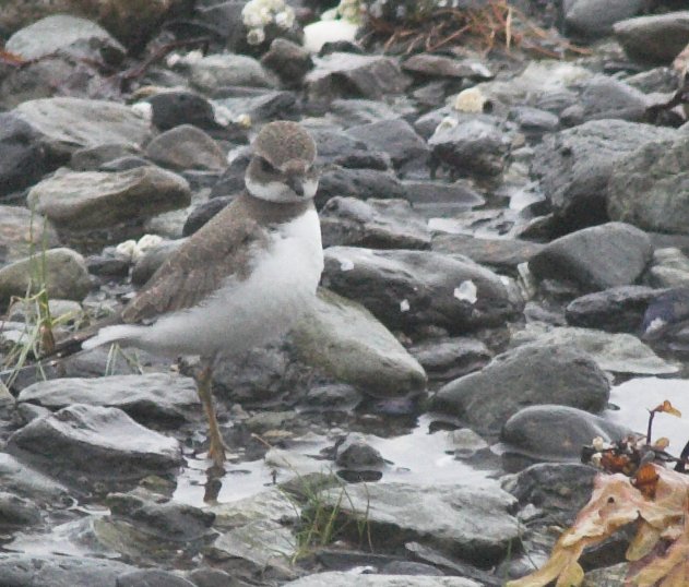 Semi-palmated Plover --(Charadrius semipalmatus) (87474 bytes)