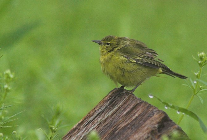 Orange-crowned Warbler --(Vermivora celata) (53335 bytes)