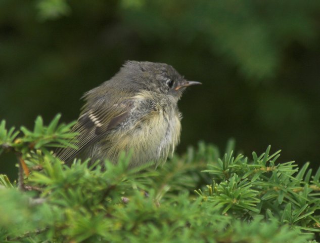 Ruby-crowned Kinglet --(Regulus calendula) (47899 bytes)