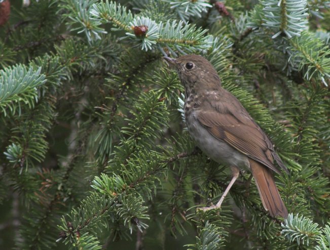 Hermit Thrush --(Catharus guttatus) (89375 bytes)