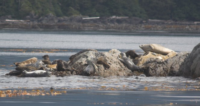 Harbor Seals --(Phoca vitulina) (52751 bytes)