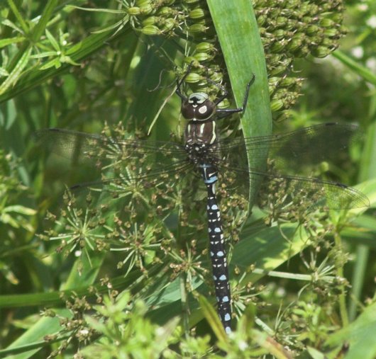 Dragonfly --(Aeshna sp.) (74532 bytes)