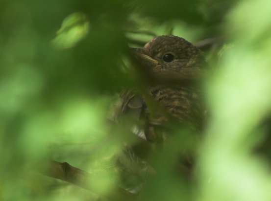 Thrush --(Catharus sp.) (24681 bytes)