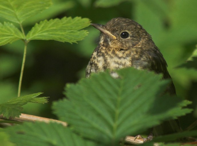 Thrush --(Catharus sp.) (48728 bytes)