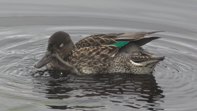 Green-wing Teal --(Anas crecca) (44996 bytes)