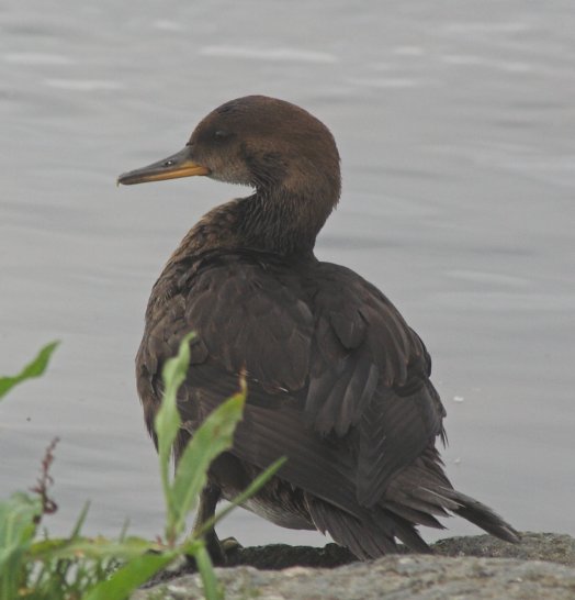 Hooded Merganser --(Lophodytes cucullatus) (36834 bytes)