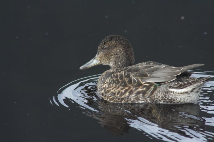 Green-wing Teal --(Anas crecca) (45882 bytes)