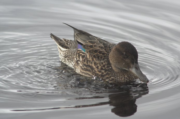 Green-wing Teal --(Anas crecca) (52097 bytes)