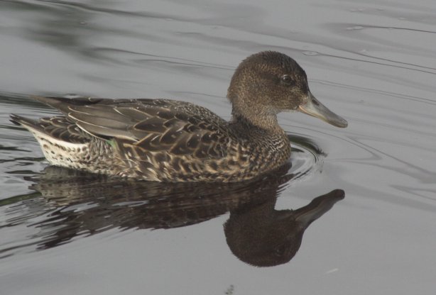 Green-wing Teal --(Anas crecca) (40264 bytes)