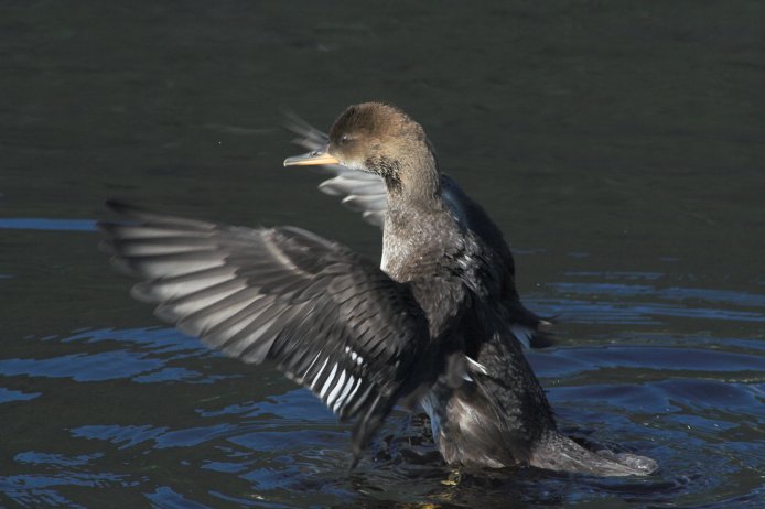 Hooded Merganser Juvenile --(Lophodytes cucullatus) (47812 bytes)