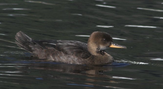 Hooded Merganser Juvenile --(Lophodytes cucullatus) (37403 bytes)