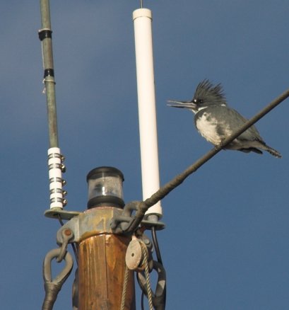 Belted Kingfisher --(Ceryle alcyon) (25639 bytes)