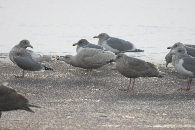 Gulls --(Larus spp.) (61924 bytes)