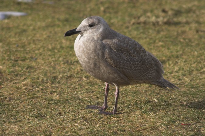 Juvenile Gull --(Larus sp.) (79871 bytes)