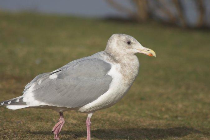 Glaucous-winged Gull --(Larus glaucescens) (38127 bytes)