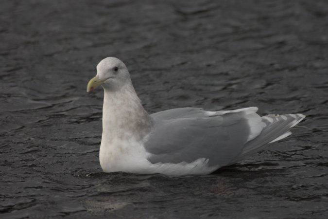 Glaucous-winged Gull --(Larus glaucescens) (43068 bytes)