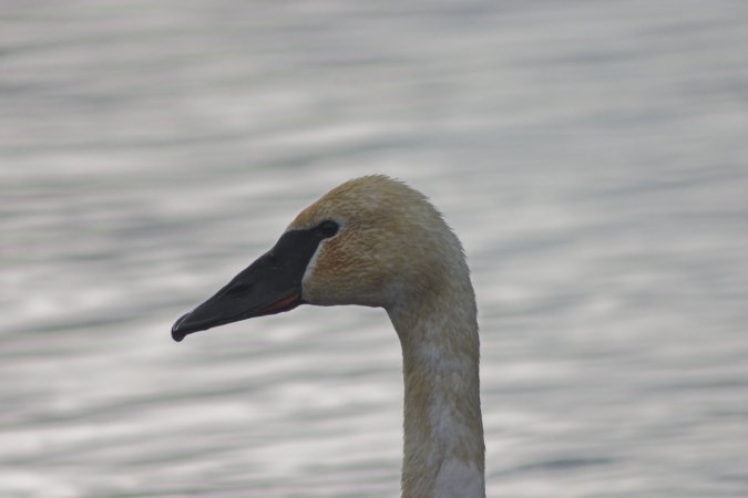 Swan Head --(Cygnus buccinator) (29198 bytes)