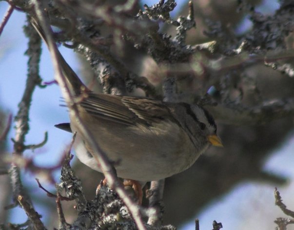 White-crowned Sparrow --(Zonotrichia leucophrys) (51902 bytes)