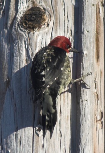 Red-breasted Sapsucker --(Sphyrapicus ruber) (47363 bytes)