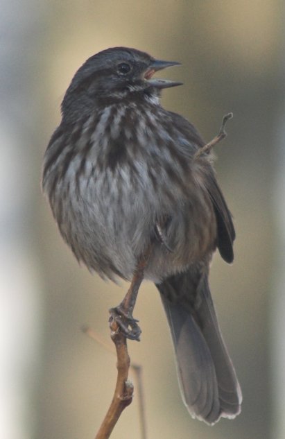 Singing Song Sparrow --(Melospiza melodia) (36082 bytes)