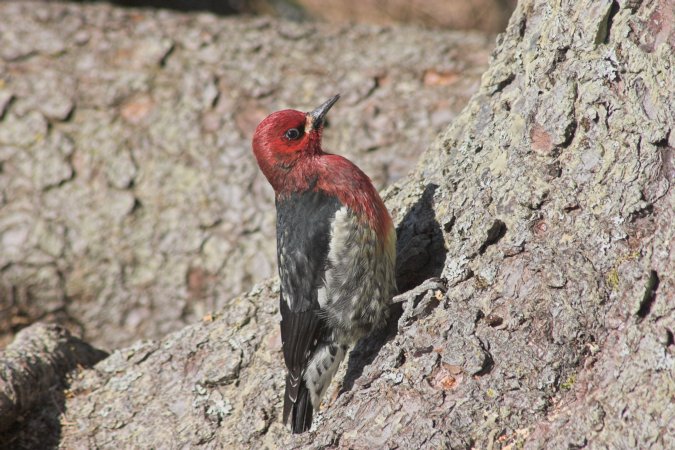 Red-breasted Sapsucker --(Sphyrapicus ruber) (97733 bytes)
