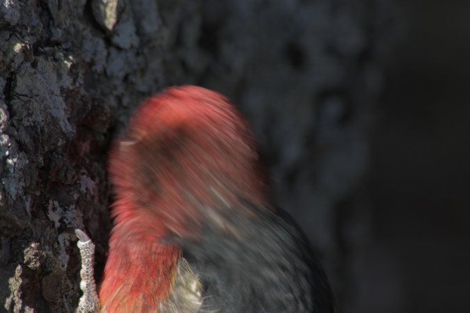 Sapsucker Pecking --(Sphyrapicus ruber) (40259 bytes)