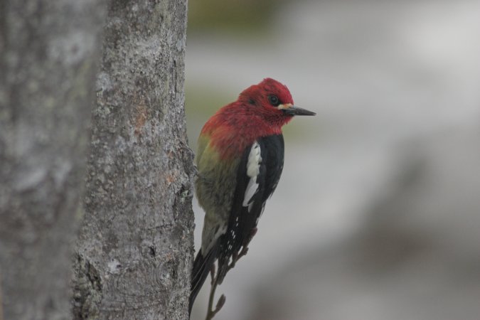 Red-breasted Sapsucker --(Sphyrapicus ruber) (41656 bytes)