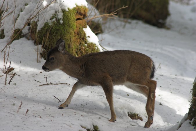 Sitka Blacktail Deer --(Odocoileus hemionus sitkensis) (60920 bytes)
