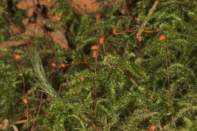 Moss --(Rhytidiadelphus loreus) (90723 bytes)