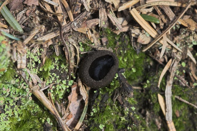 Black Cup Fungus --(Plectania(?) sp.) (106200 bytes)