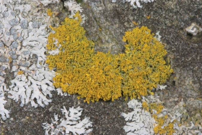 Yellow Lichen (104171 bytes)