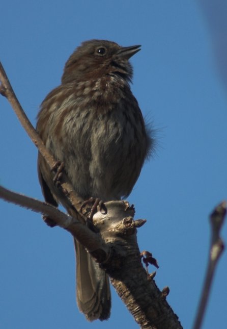 Singing Song Sparrow --(Melospiza melodia) (13620 bytes)