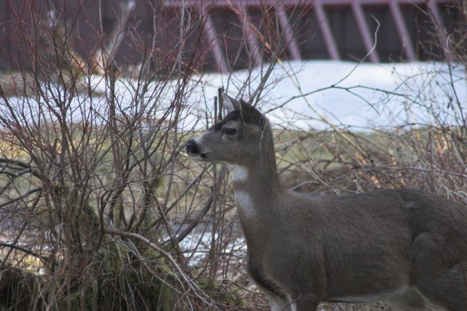 Sitka Blacktail Deer --(Odocoileus hemionus sitkensis) (85956 bytes)