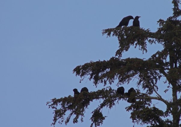 Crow Gathering --(Corvus caurinus) (46025 bytes)