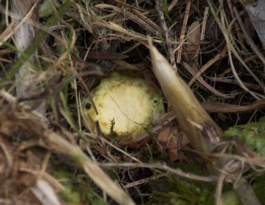 Nibbled Skunk Cabbage --(Lysichiton americanum) (34877 bytes)