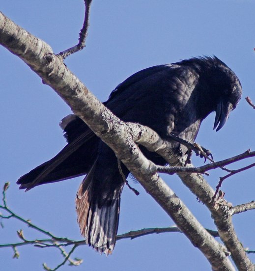 Crow --(Corvus caurinus) (58534 bytes)