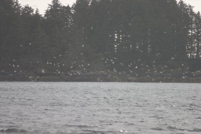 Gulls over Crescent Bay --(Larus spp) (52942 bytes)