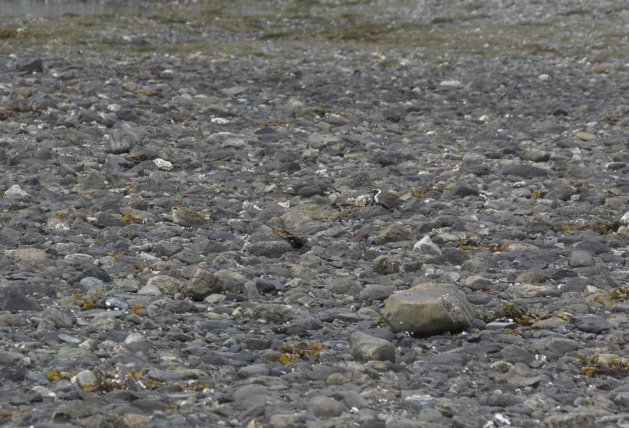 Find the Plovers - Level 1 --(Pluvialis fulva) (85237 bytes)