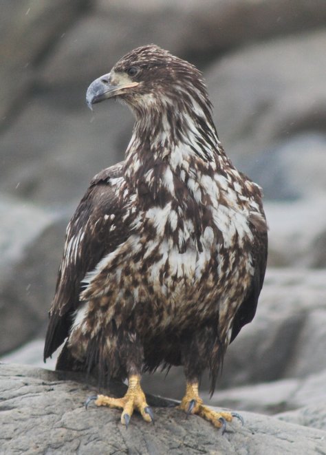 Juvenile Bald Eagle --(Haliaeetus leucocephalus) (62216 bytes)