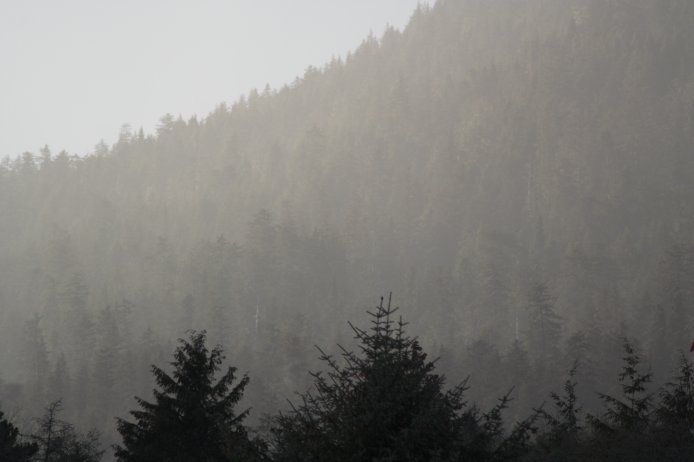 Forest Through the Mist (33761 bytes)
