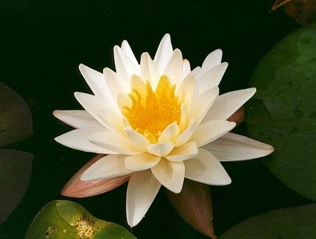 Waterlily II (24k)