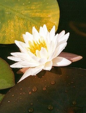 Waterlily III (24k)