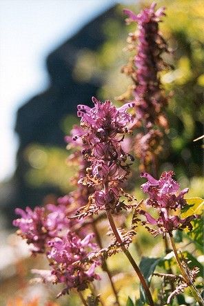 Whorled Lousewort (36k)