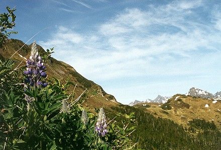 Lupine on Harbor Mountain (41k)