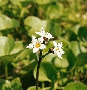 Deer-Cabbage Flowers (19k)