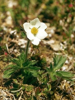 Narcissus Anemone (34k)