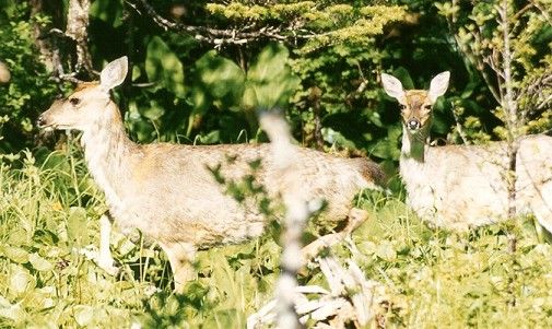 Sitka Blacktail Deer (54k)