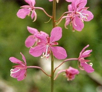 Fireweed (22k)